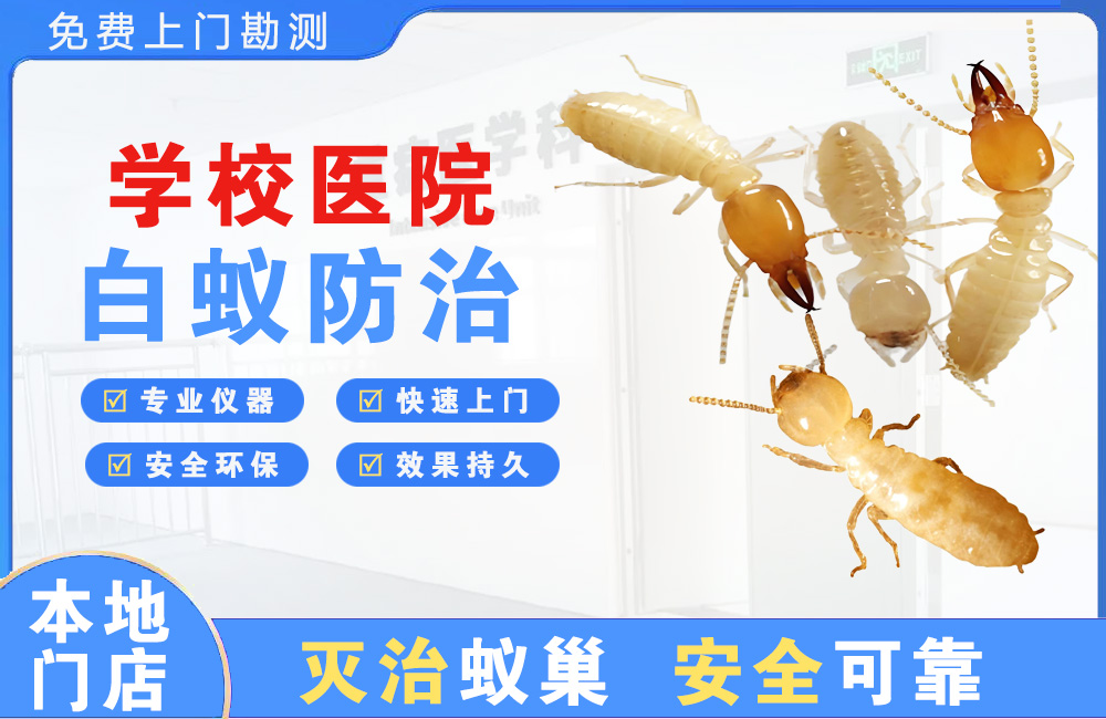 德兴学校医院白蚁防治